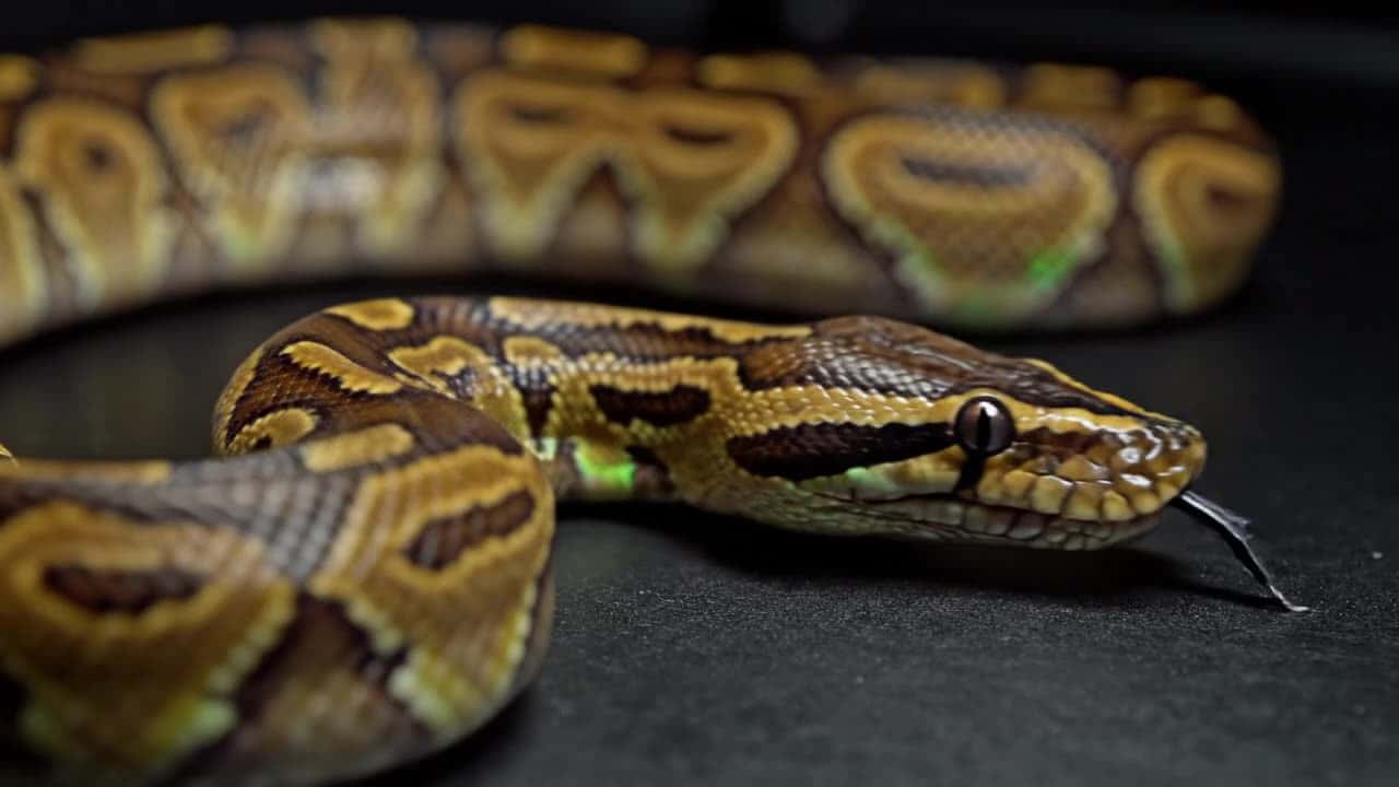 Ball python resting in low light