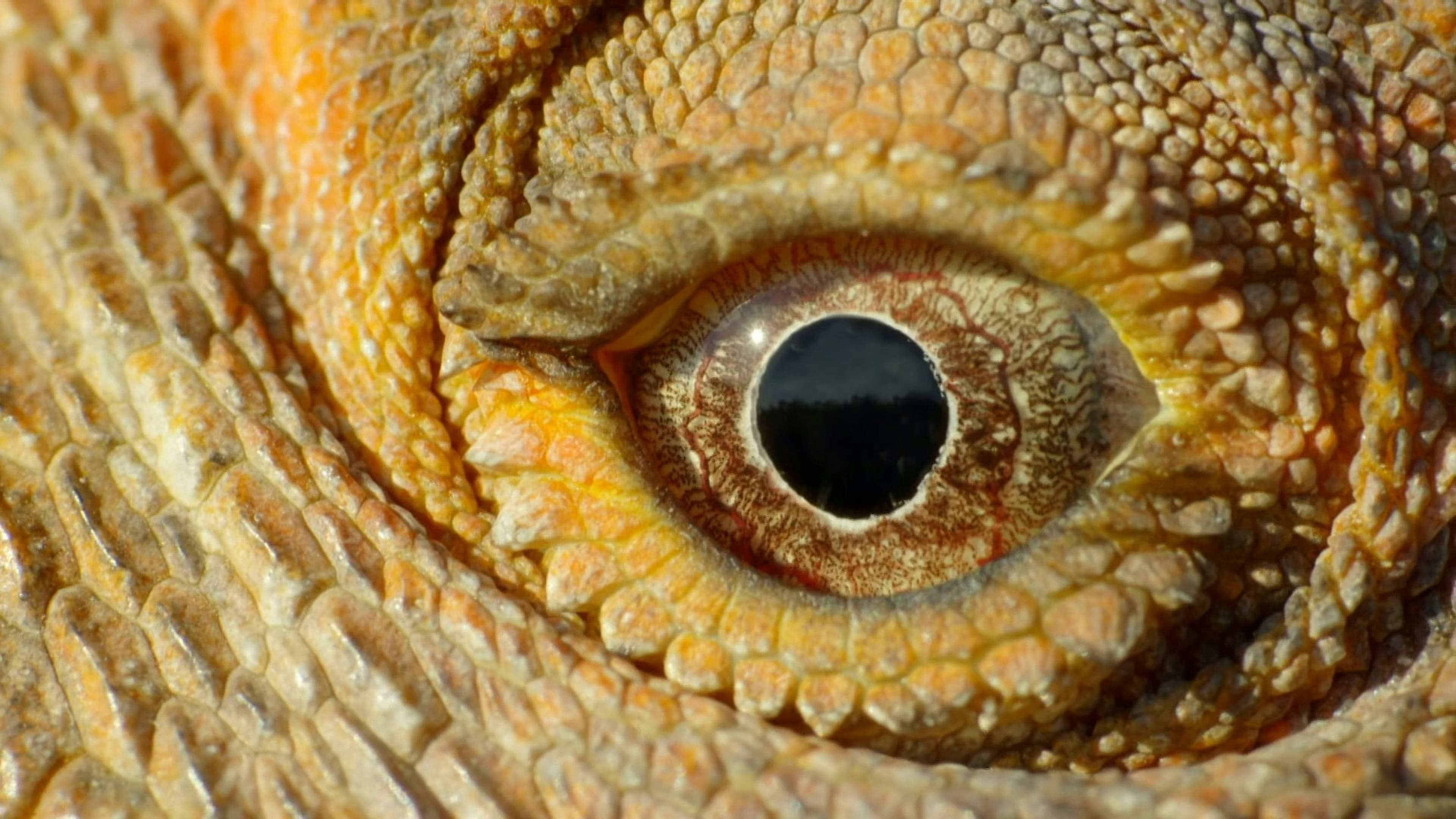 Gecko with striking eyes