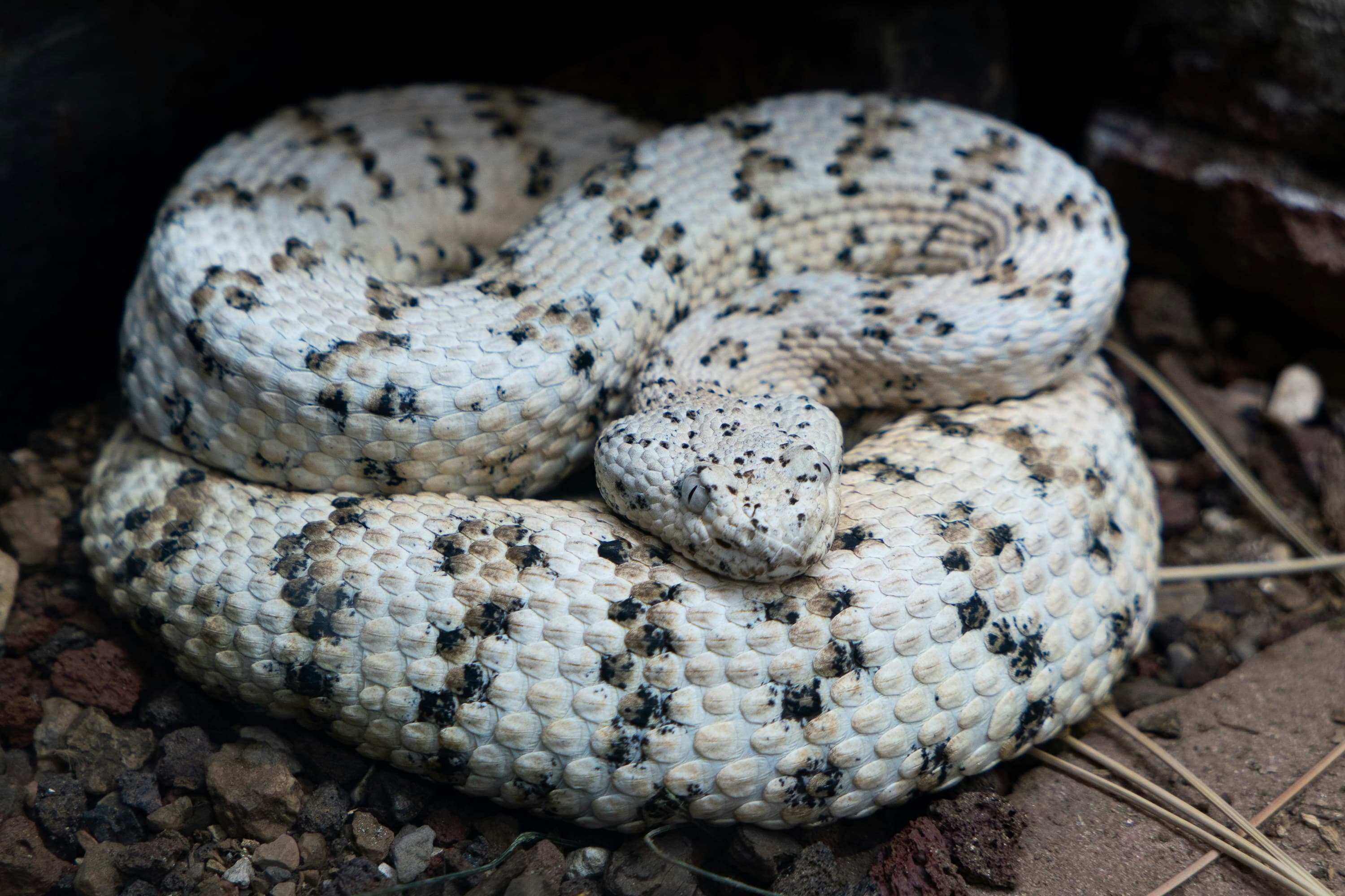 Snake coiled up